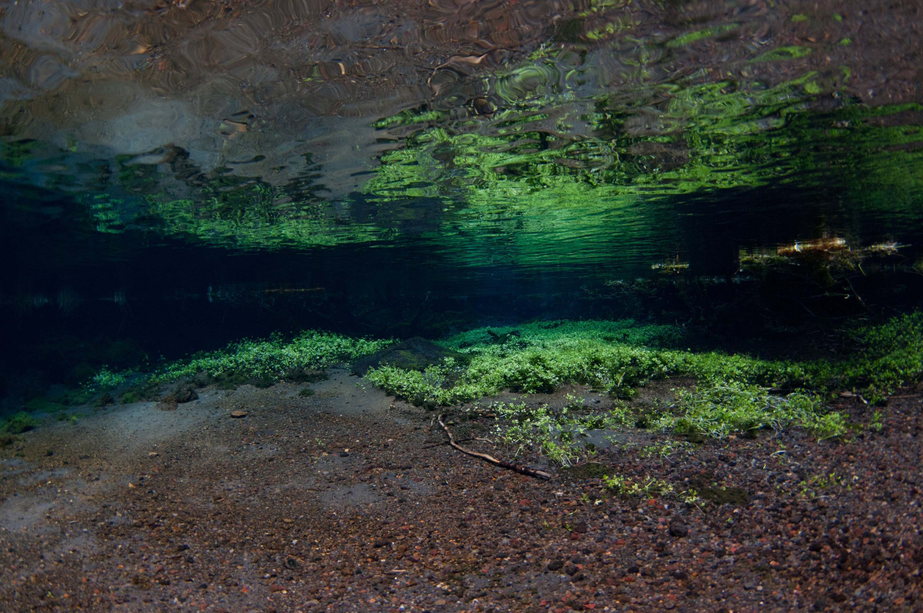 _DSC2745 – freshwater, new zealand, nz, spring, clear, flora, plants, blue water, ruapehu, ohinepango, cold, winter, chilly, brave souls, irene